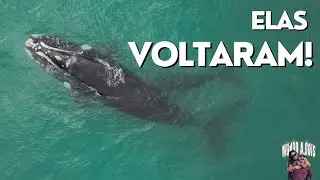 Filmamos Baleias na Praia do Mo&ccedil;ambique