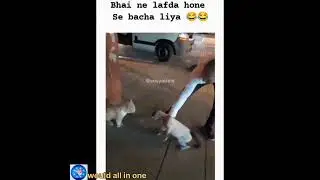 Animals funny videos and comedy videos /#would all in one /@would_all_in_one #funny videos