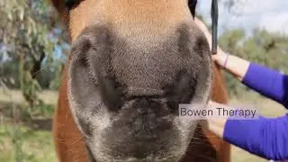 Fiona Adams Holistic Horse Therapies video