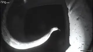 Doorbell Vidz: Funny Animals《Caught On Ring Doorbell》