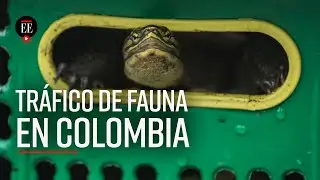 El tráfico de fauna silvestre es el cuarto negocio ilícito más rentable del mundo  - El Espectador
