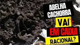 RESGATE EXTREMO: Arapuá em Caixa Racional INPA de Cimento! A Adaptação da Abelha Cachorra