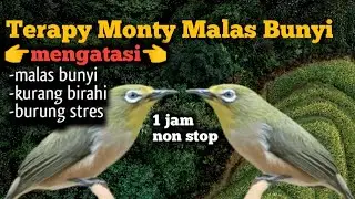 Terapi pleci monty males bunyi mix monty betina❗menaikan birahi monty❗full satu jam terapi montanus