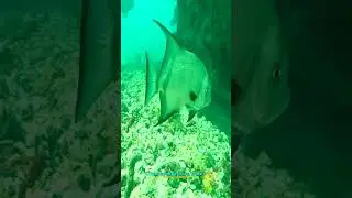 Shipwreck Scuba Dive Caribbean Paradise 🌴⚓️💦