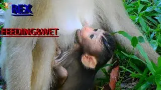 PITY BABY REX SUCKING MILK A LOT ....REX LOOK WET OF HEAD HUG MOM ROSE FULL |