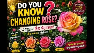 Do you know Changing Rose? |Vlog#24 | Explained in Tamil