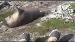 OOPS! Seal Falls Off Cliff!