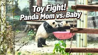 Toy Fight! Panda Mom vs. Baby
