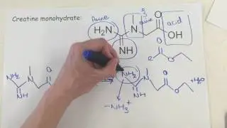 Creatine (mono hydrate and ethyl ester)