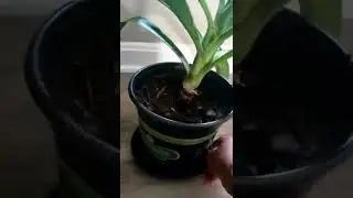SPINELESS Yucca can propagate with stems 🤩 .