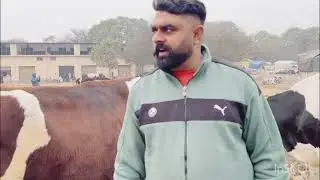 Mandi dabwali 29/01/2023 (cow)