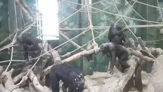 Nickel, Mabel, Jill, Katie and Jasper inside together at the Welsh Mountain Zoo