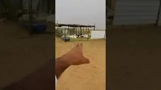 اكل الصوف والحل النهائي بعد مرور شهر ونصف تقريباً على هذه المشكلة لدى المربين وبداية مقاطعتي البرسيم