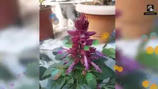 /Flowers collection Photos Slideshow - Opals Apps/Slideshow/Photoslideshow-060121-062104.mp4