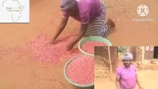 PREPARING BEANS READY FOR MARKET//AFRICAN VILLAGE LIFESTYLE @pride Africa tv 