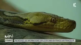 LE FEUILLETON : Dans les Côtes-d'Armor les reptiles ont leur ange gardien