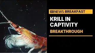Breakthrough for krill research | ABC News