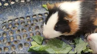 🐭 Pet Rat Live | Cute Rat Playing, Eating & Exploring | Rat Lover Live Stream