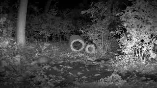 Coyote Scouts through Backyard