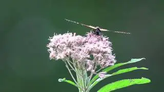 Monarch Butterfly Nectaring