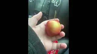 Smol apple 🍎