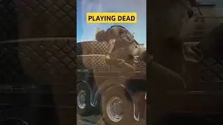 Играем в Dead GONE WRONG в Таркове