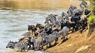 Wildebeest And Zebra Migration: World's Largest Animal Migrations and Survival