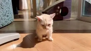 珠雪ちゃんのお風呂チャレンジ