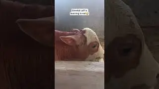 Simetal calf is learning to eat#shorts#cow#cowlife#farmlife#eating #feeding #farmanimals