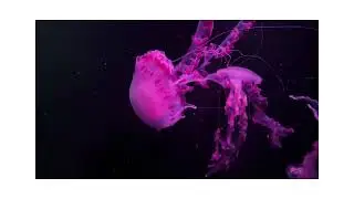 Relaxing White Noise | Static Sounds with Jellyfish Visuals for Sleep, Focus, and Relaxation