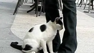 Cute, attention-seeking, sticky stray cat