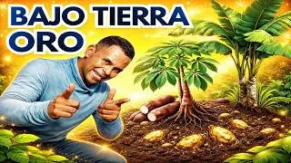 El Despertar de la Tierra: Siguiendo el Paso a mis Plantas de Yuca y Plátano