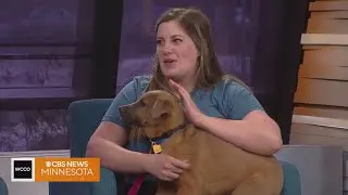 Meet Pogo, who's looking for a forever home