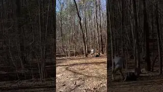 Why you gotta practice standstill forehands #discgolf #scorch #frisbeegolf
