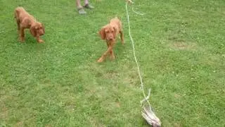 Magyar Vizsla K&ouml;lyk&ouml;k 12 hetesen