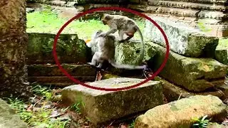 Most Poor Merri Deedee fight seriously, Nobody stop her doing cruel on monkey, Very pity Merri