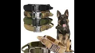 Tactical Dog Collar Quick Look (Ebay/Budget)