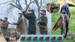 Dog Shikar and dogi pitbull leave #pitbull 🦃🦃🦃🦃🦃🦃🦃