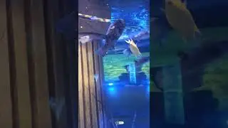 #shorts Puffer fish eating shrimp | Box Puffer | Toby spotted puffer | Fish Feeding