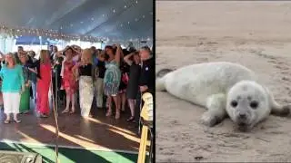 Seacoast Science Center's Sippin' for Seals, June 15, 2017