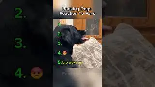 Ranking Dogs reaction to farts!