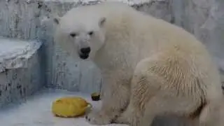 イッちゃん (Шилка) の登場！（2015.7.4 天王寺動物園）