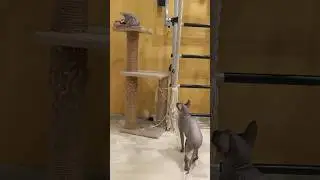 Тесса и Соня 🤗 и Снова ЗДРАВСТВУЙТЕ #ТЕССА #СФИНКСБАНДА #cat #cute #cutecat #catlover