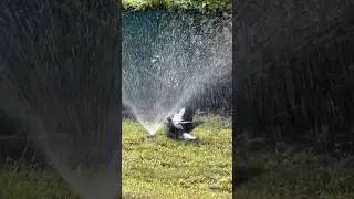 Magpie taking a bath #magpie Victoria heat wave ☀️🌅☀️