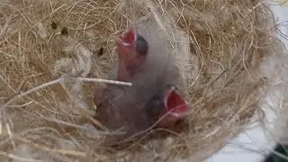 Hand Feeding Baby Birds (Agate Canary) 20240721