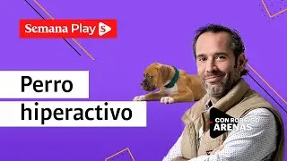 &iquest;C&oacute;mo calmar perros hiperactivos? | EduCANdo Manadas, con Rodrigo Arenas - Semana Play