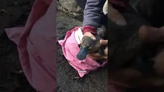 &hellip;a platypus?#cute #animal