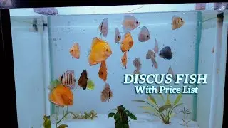 Imported Colorful Discus Fish Tank ( Price in description) Kolathur, Chennai