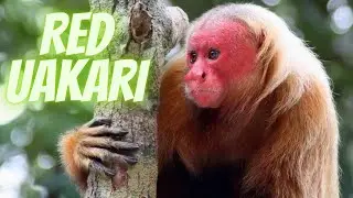 The Vibrant World of Red Uakaris: Discovering the Secrets of Amazon's Colorful Primates.