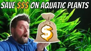 This SIMPLE TIP will Save you Hundreds on Aquatic Plants!